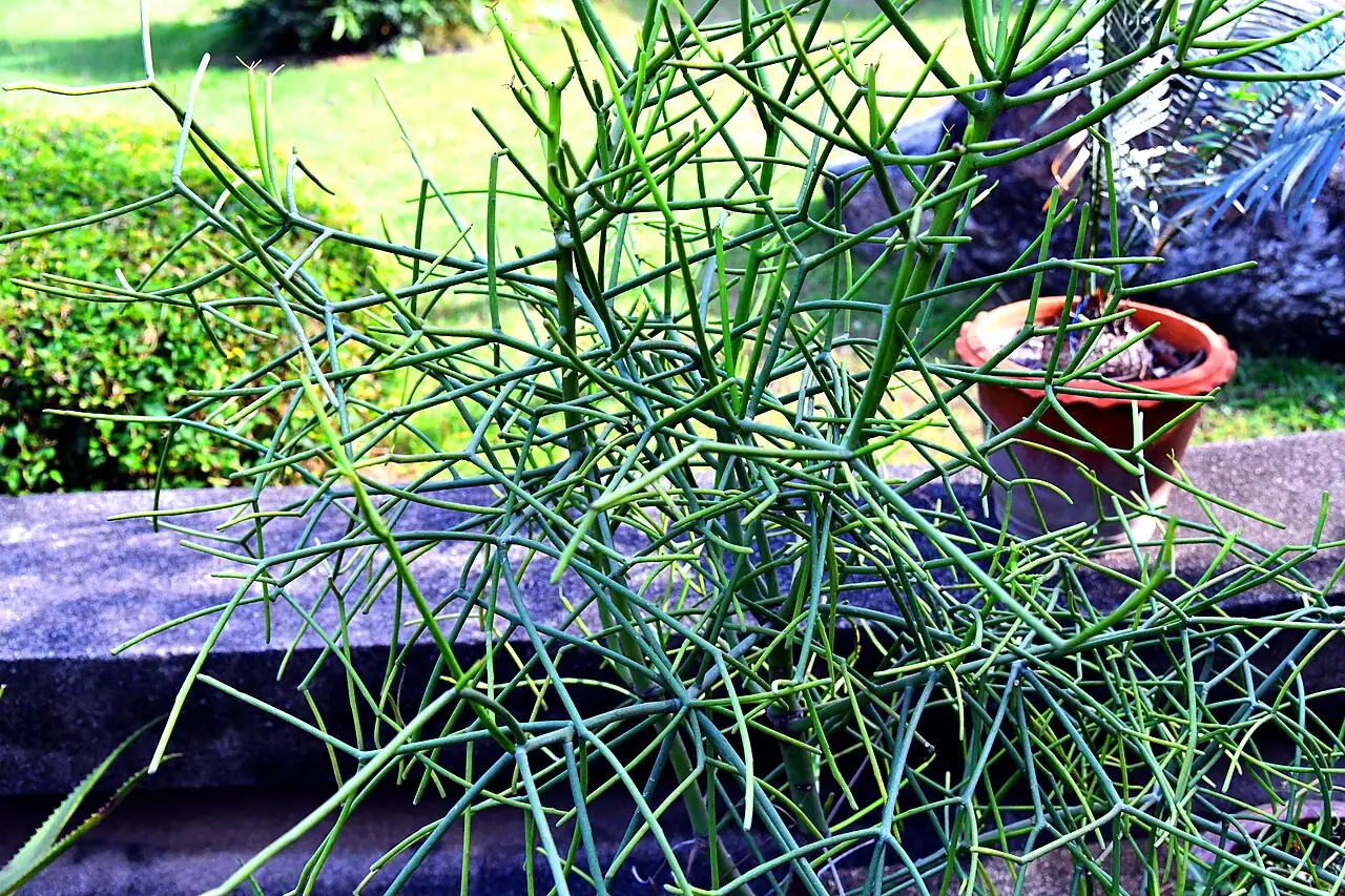 光棍树 (Euphorbia tirucalli) — 主图