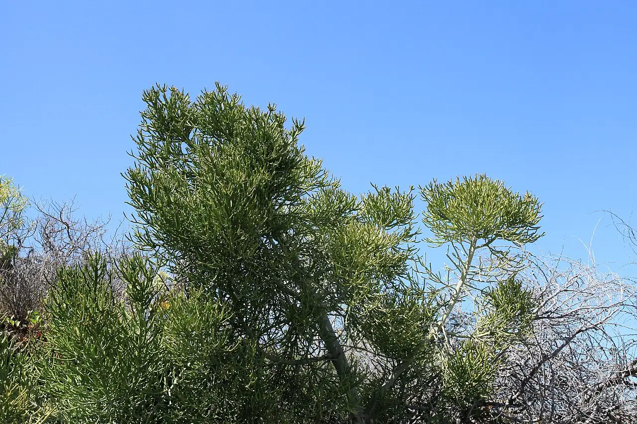 光棍树 (Euphorbia tirucalli) — 细节