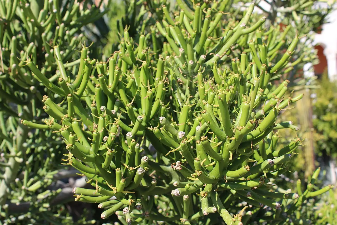 光棍树 (Euphorbia tirucalli) — 特写