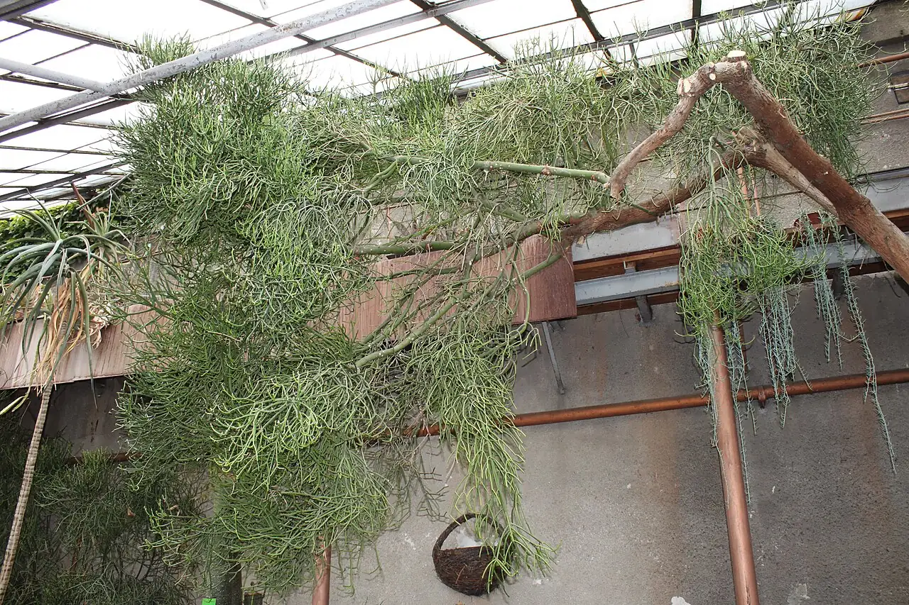 光棍树 (Euphorbia tirucalli) — 环境展示