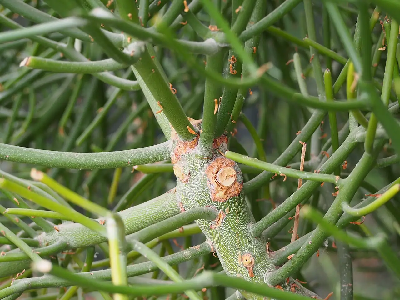 光棍树 (Euphorbia tirucalli) — 更多视角