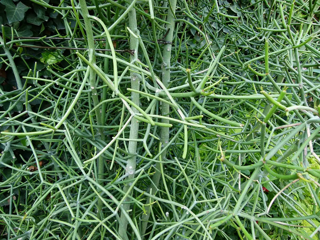 光棍树 (Euphorbia tirucalli) — 更多视角