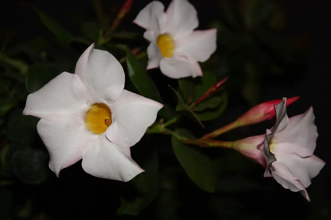 飘香藤 (Mandevilla sanderi) — 更多视角