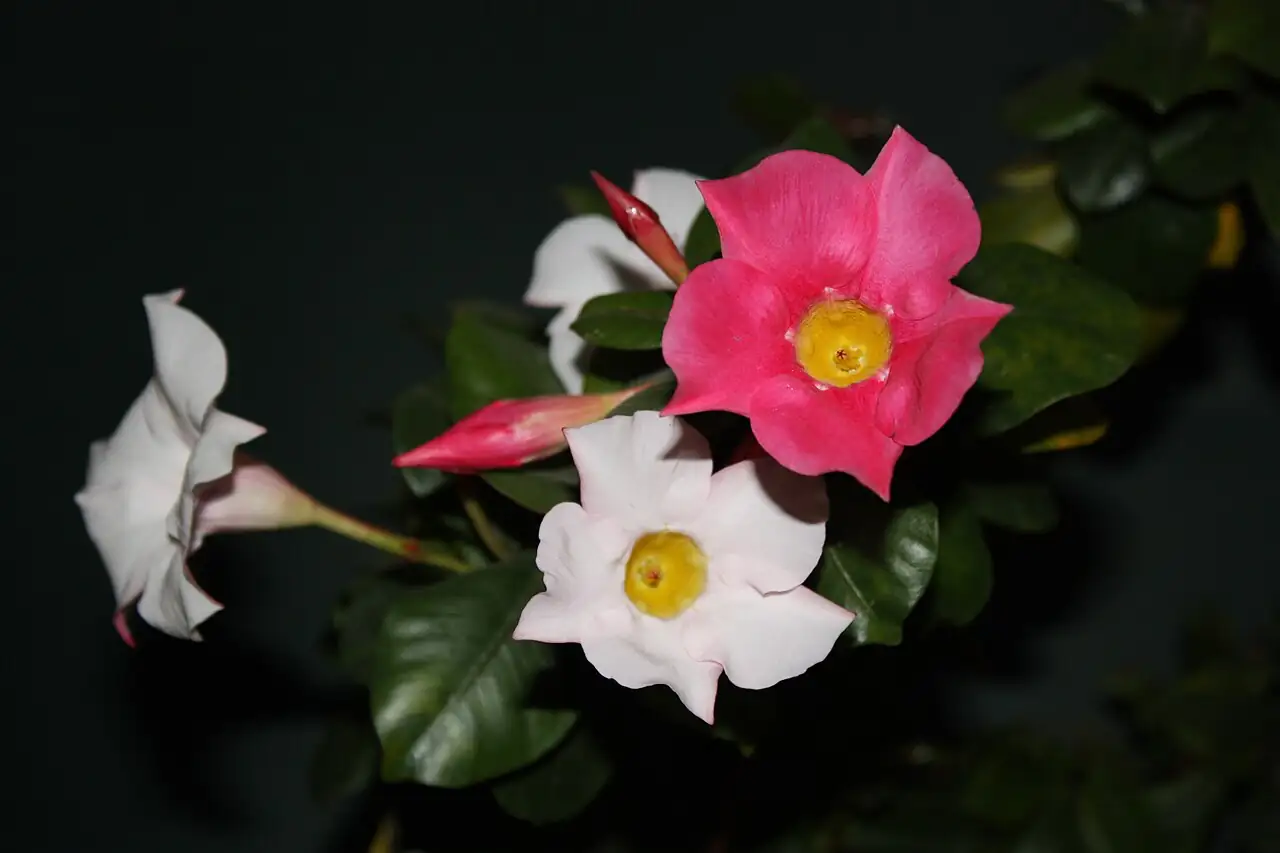 飘香藤 (Mandevilla sanderi) — 更多视角