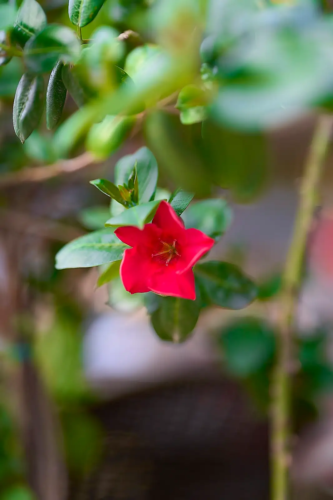 飘香藤 (Mandevilla sanderi) — 更多视角