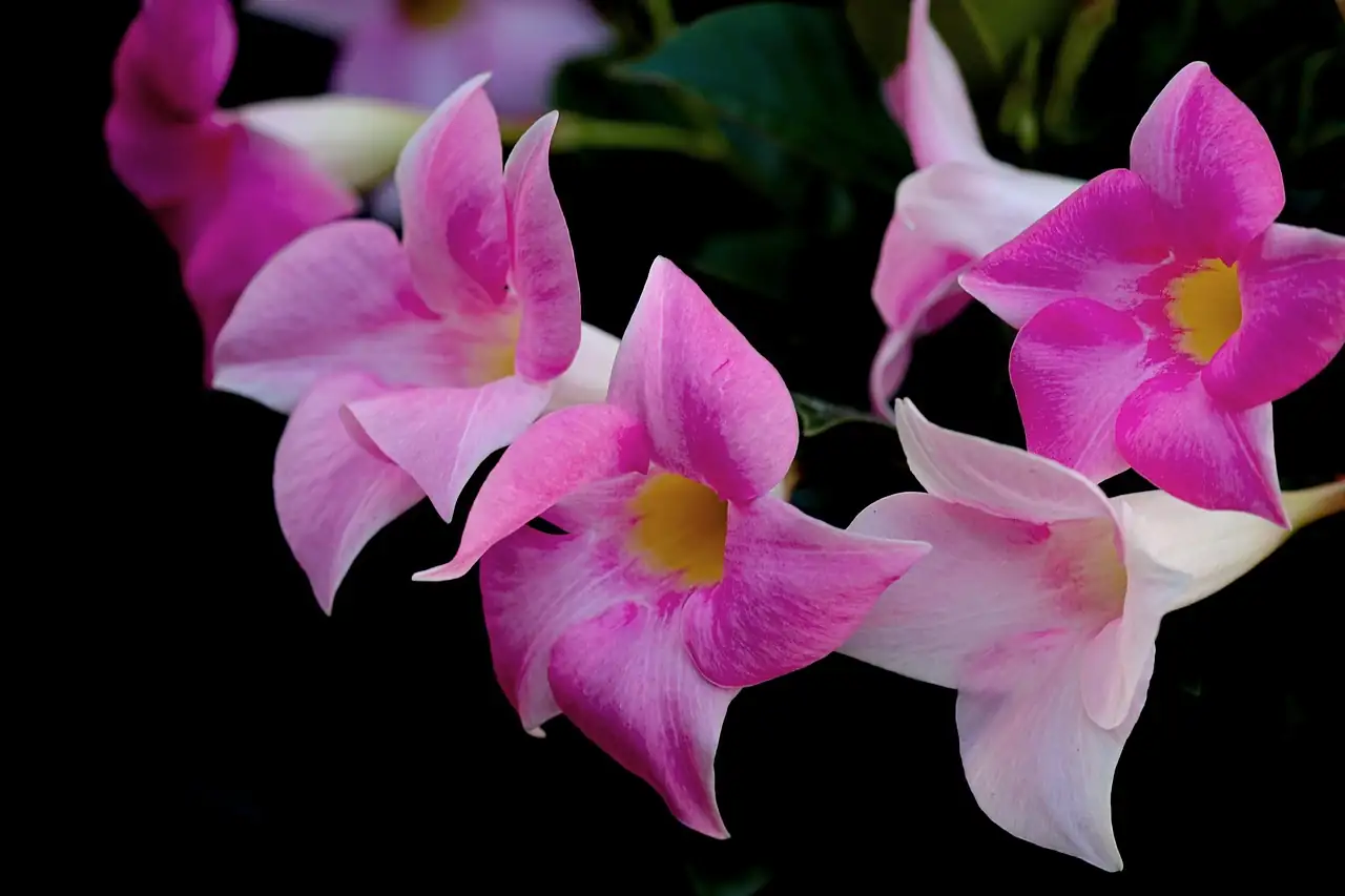 飘香藤 (Mandevilla sanderi) — 特写
