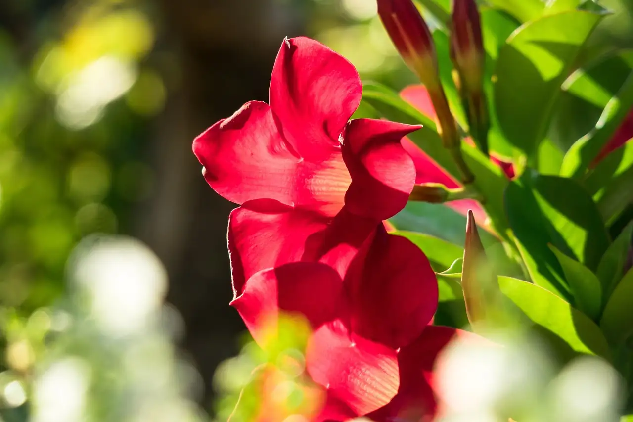 飘香藤 (Mandevilla sanderi) — 主图