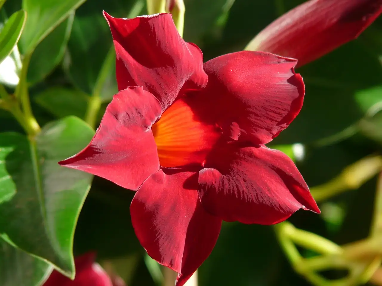 飘香藤 (Mandevilla sanderi) — 环境展示