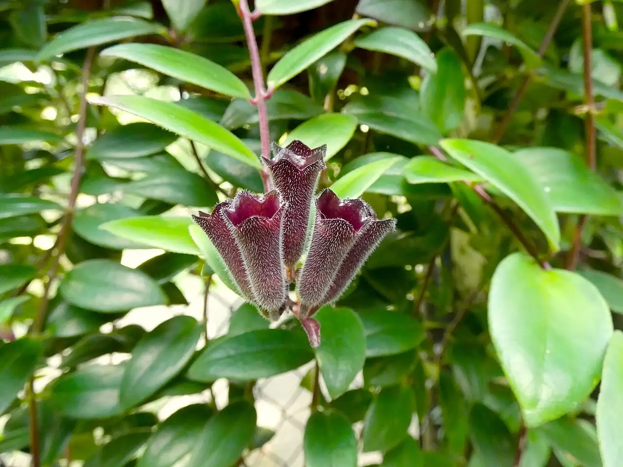 口红花 (Aeschynanthus radicans) — 细节