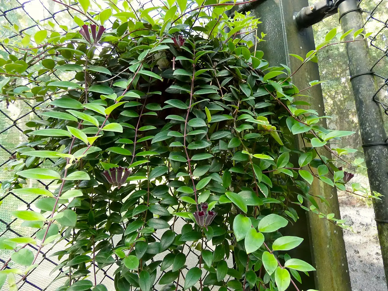 口红花 (Aeschynanthus radicans) — 特写
