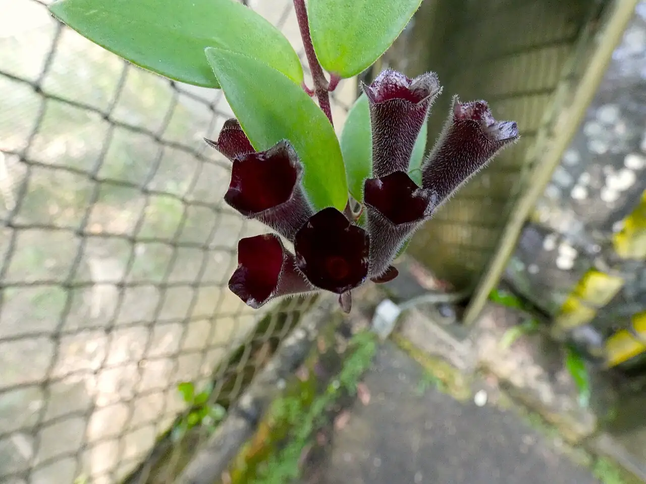 口红花 (Aeschynanthus radicans) — 环境展示