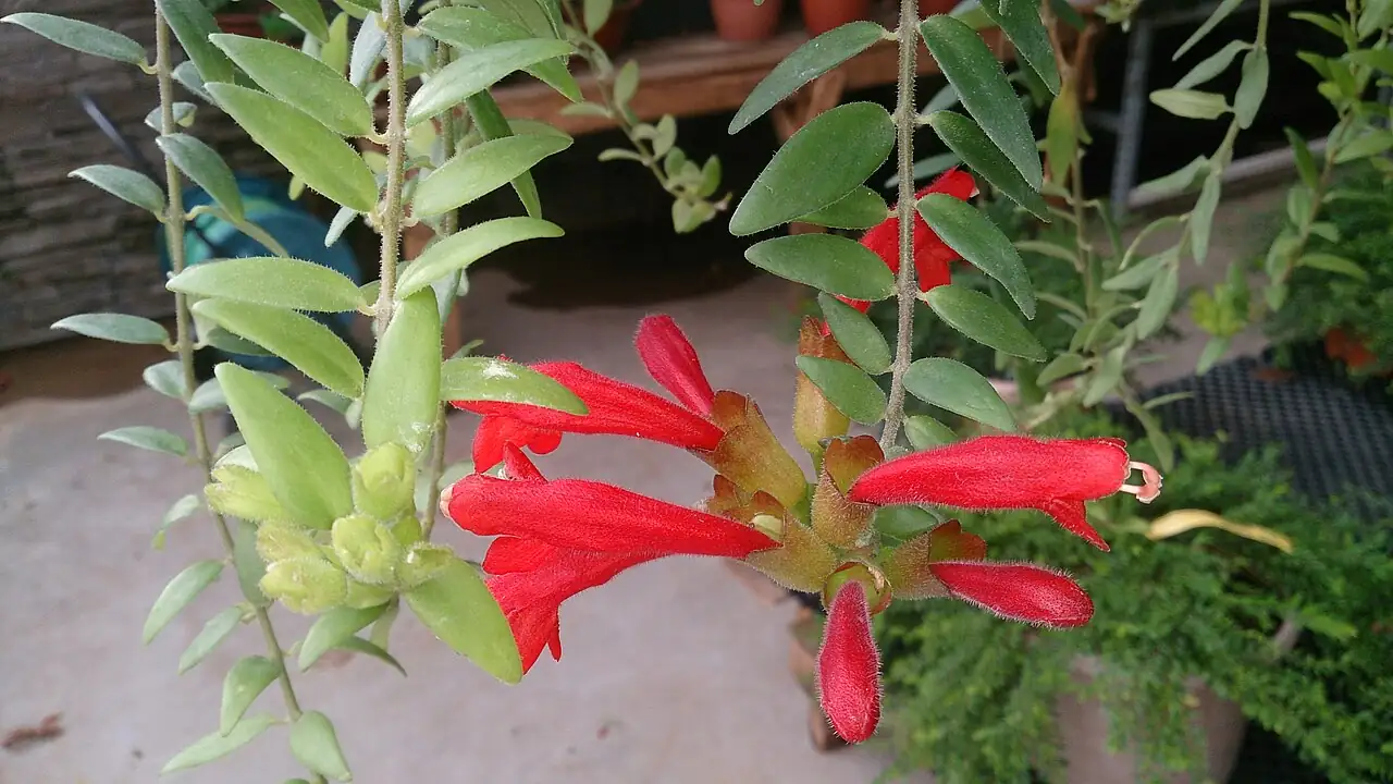 口红花 (Aeschynanthus radicans) — 更多视角