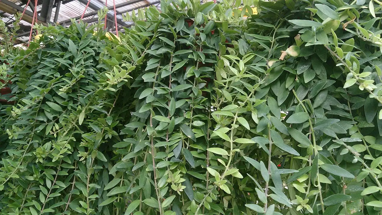 口红花 (Aeschynanthus radicans) — 更多视角