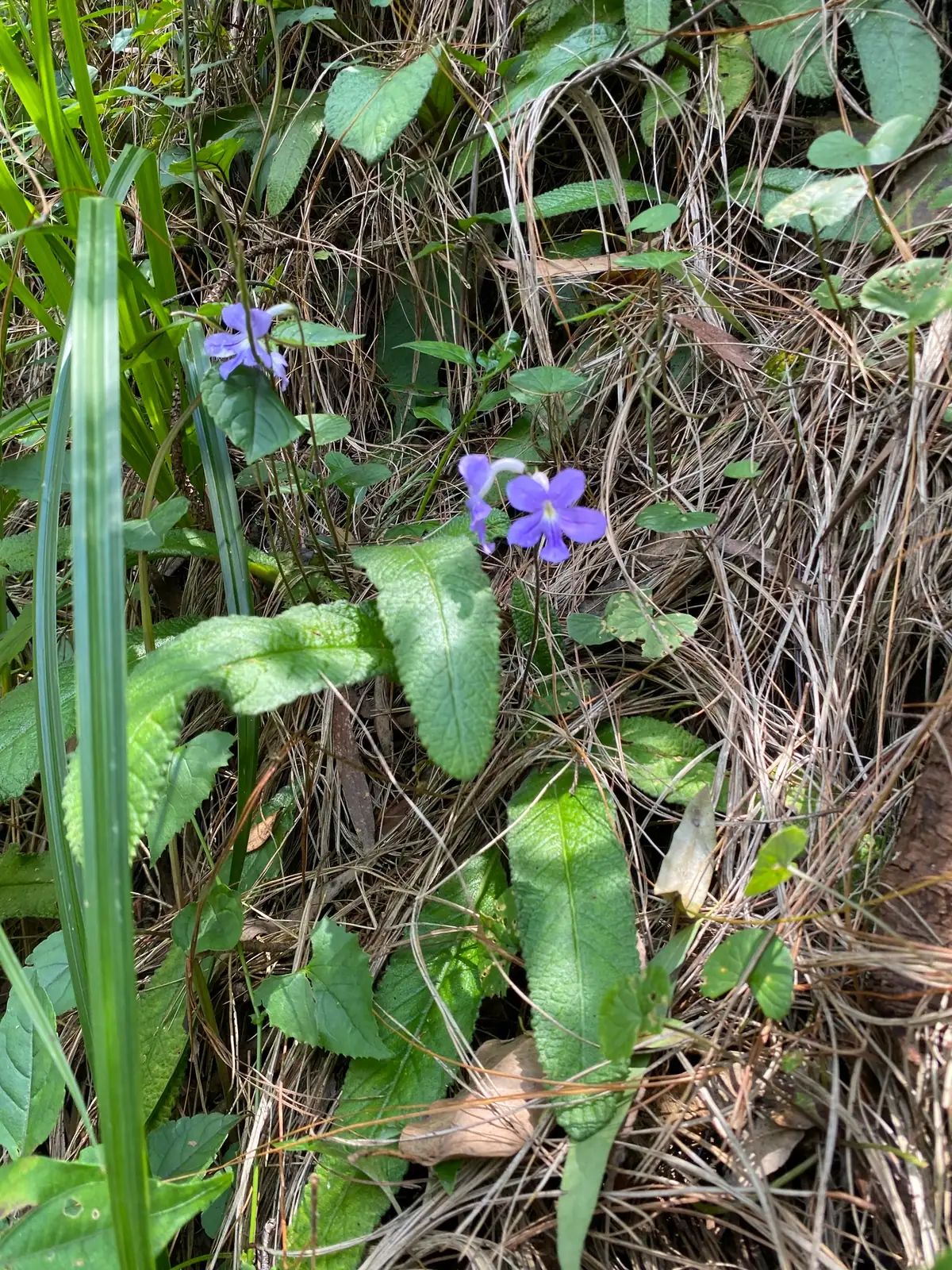 圆点紫海角苣苔 (Streptocarpus (hybrid cultivar/selection)) — 更多视角