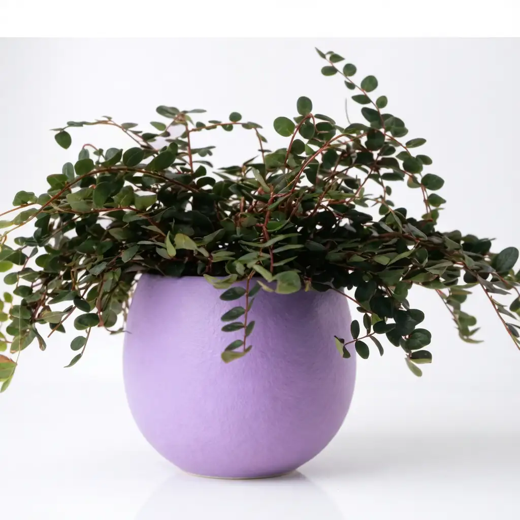 纽扣蕨 (Pellaea rotundifolia) — 主图