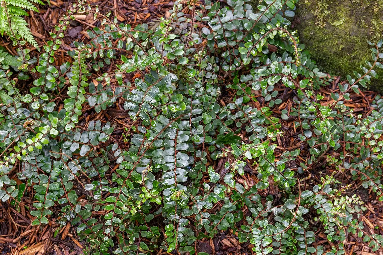 纽扣蕨 (Pellaea rotundifolia) — 细节