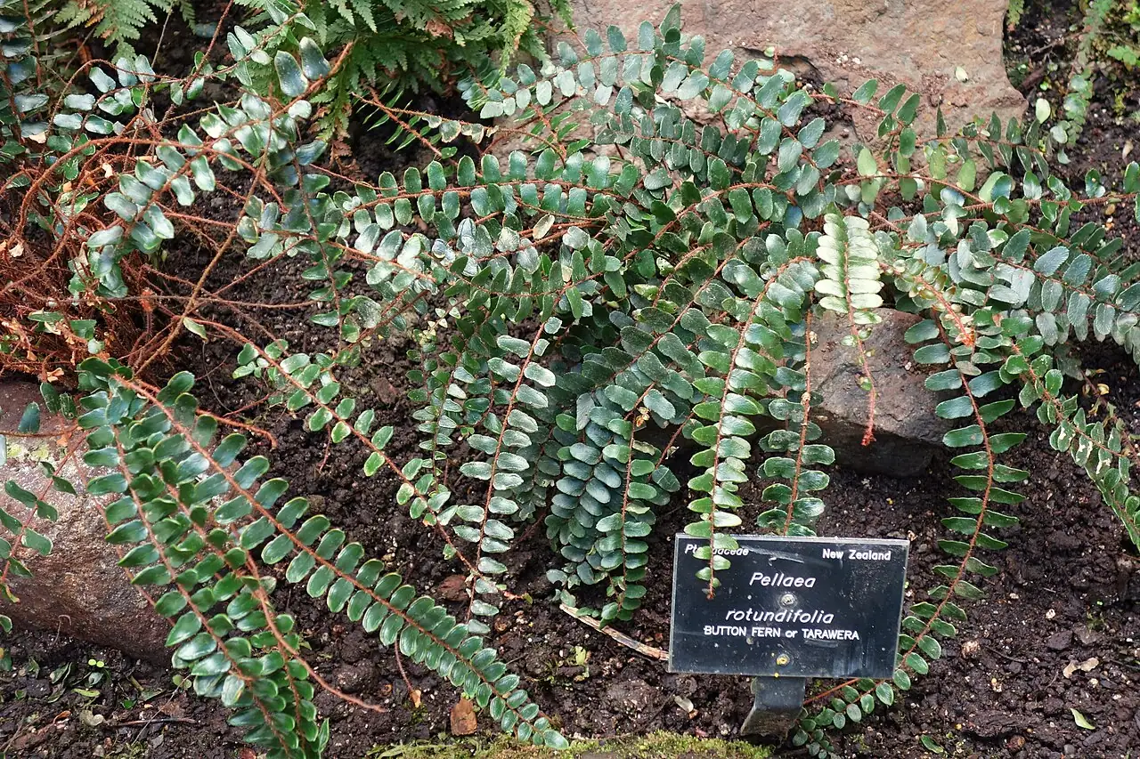 纽扣蕨 (Pellaea rotundifolia) — 特写