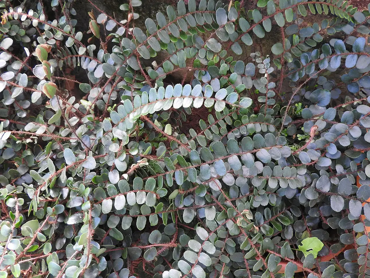 纽扣蕨 (Pellaea rotundifolia) — 环境展示