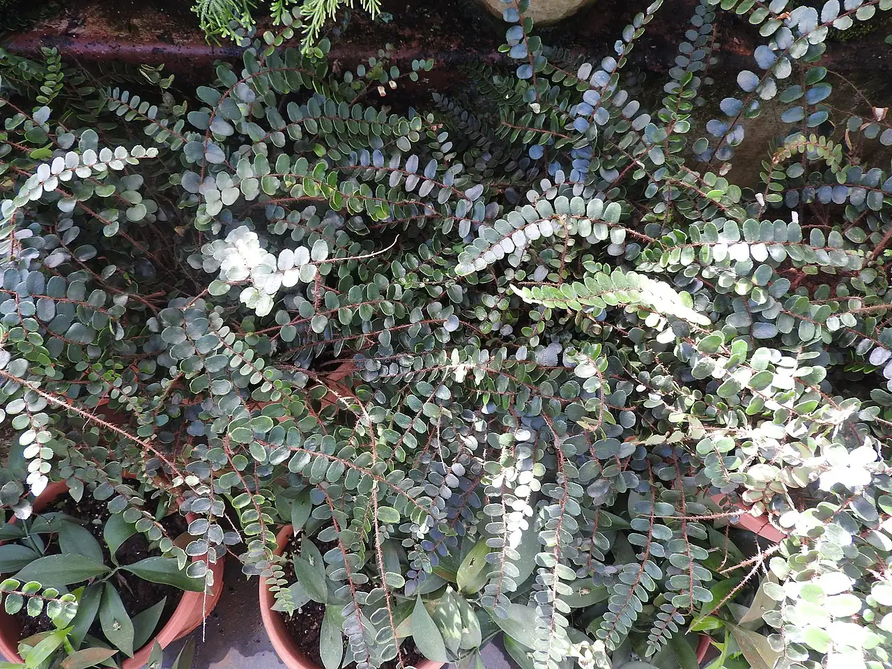 纽扣蕨 (Pellaea rotundifolia) — 更多视角