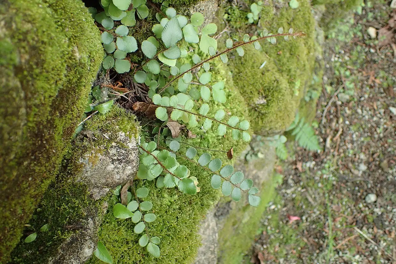 纽扣蕨 (Pellaea rotundifolia) — 更多视角