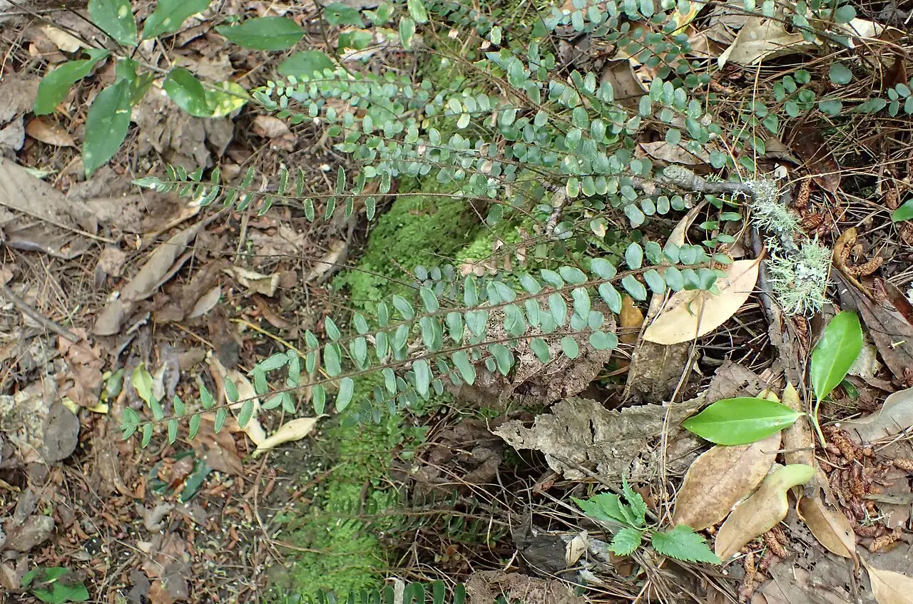 纽扣蕨 (Pellaea rotundifolia) — 更多视角