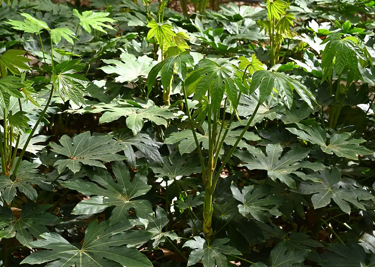 八角金盘 (Fatsia japonica) — 环境展示