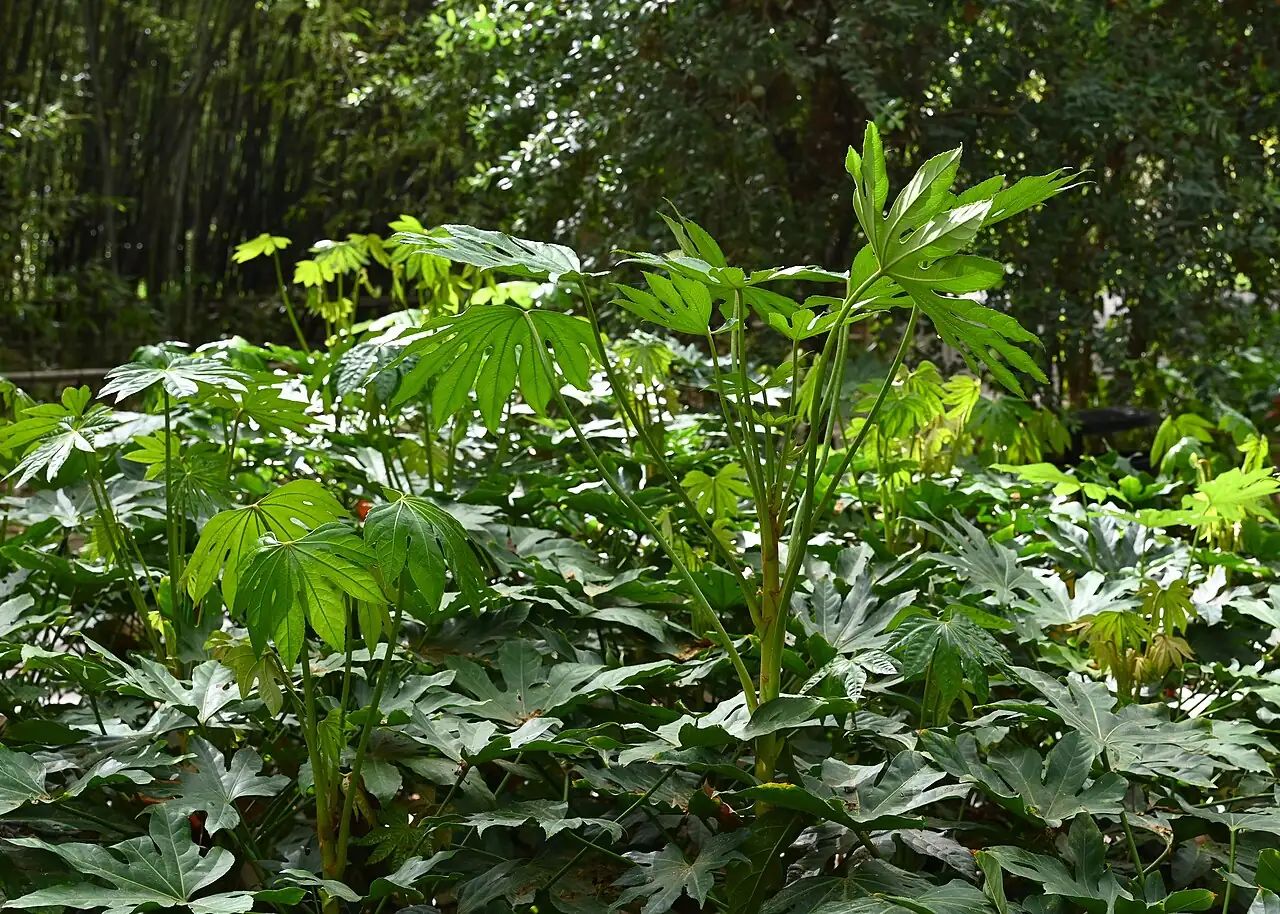 八角金盘 (Fatsia japonica) — 更多视角