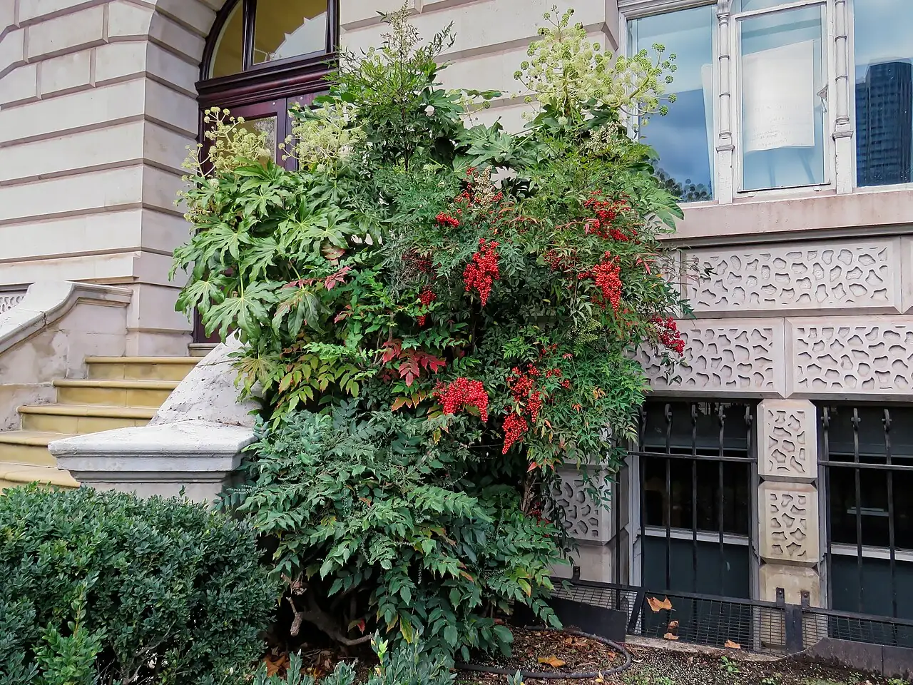 八角金盘 (Fatsia japonica) — 更多视角