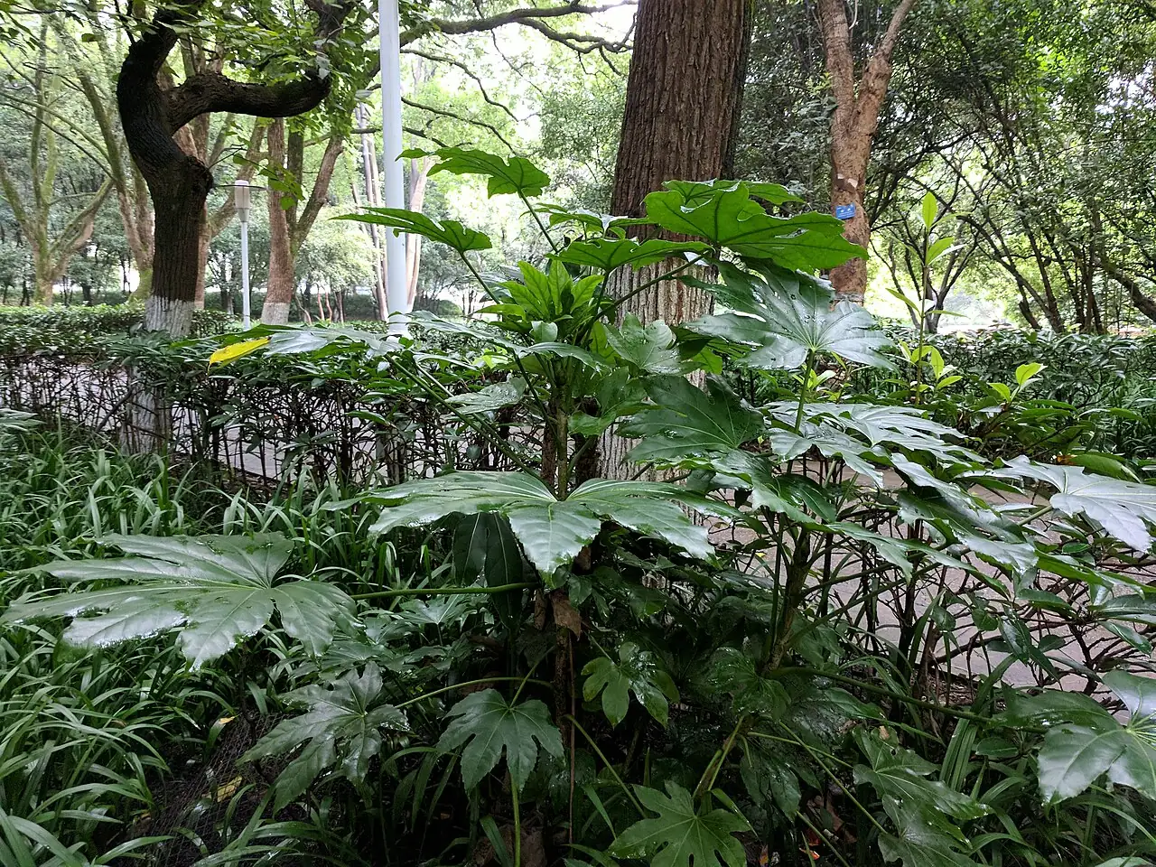 八角金盘 (Fatsia japonica) — 更多视角