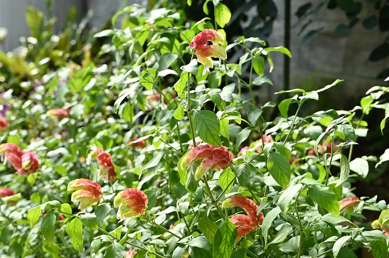 虾衣花 (Justicia brandegeeana) — 更多视角