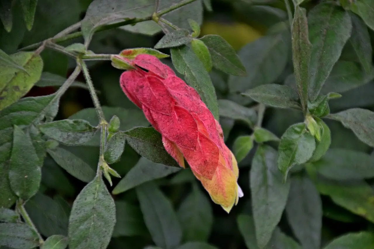 虾衣花 (Justicia brandegeeana) — 特写