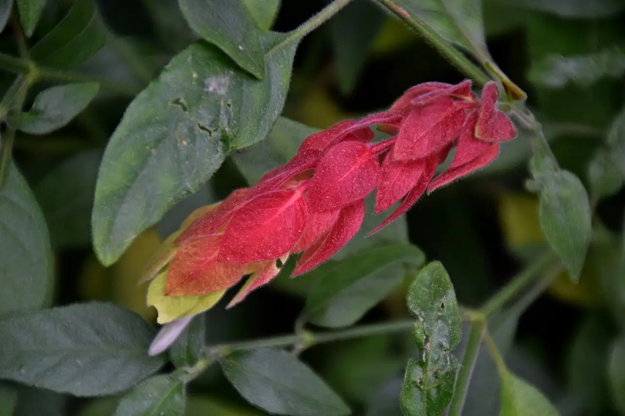 虾衣花 (Justicia brandegeeana) — 环境展示