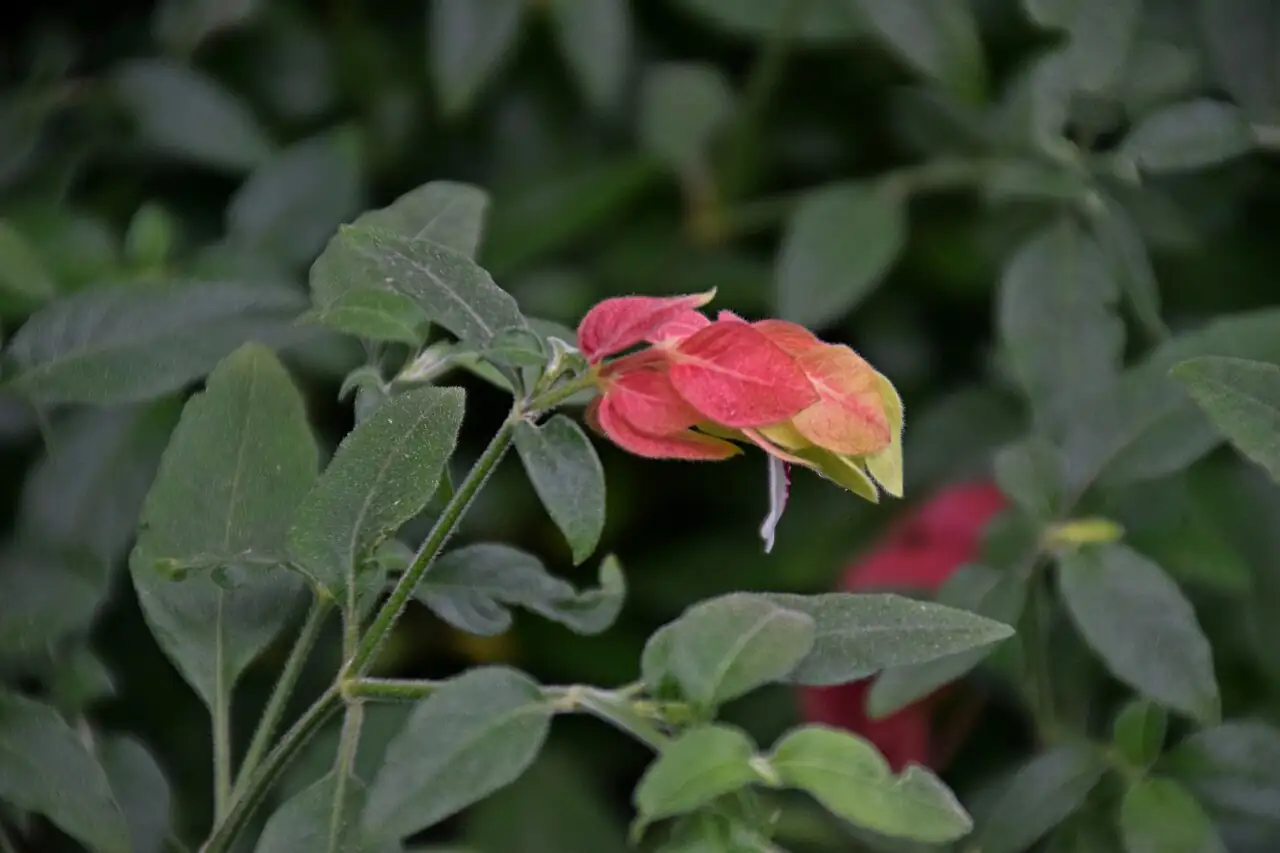 虾衣花 (Justicia brandegeeana) — 更多视角