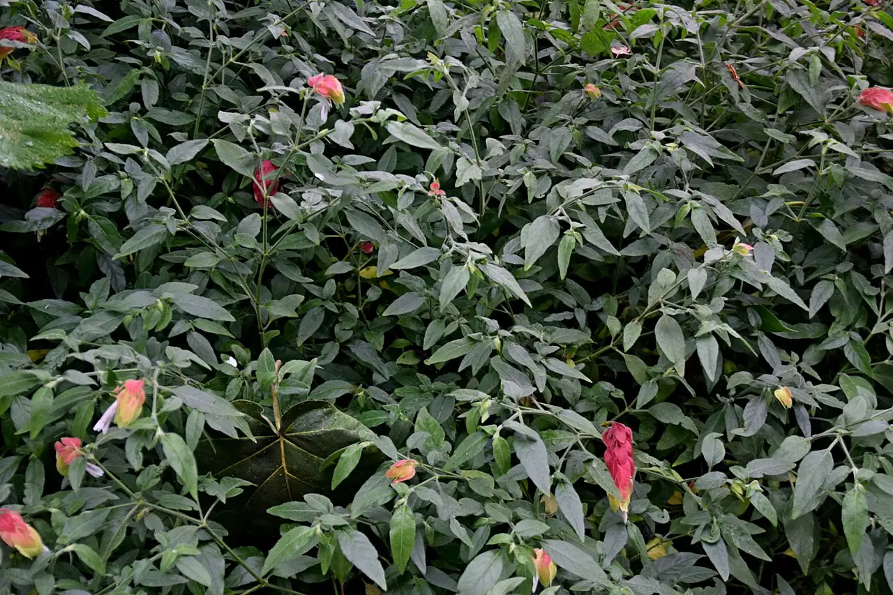虾衣花 (Justicia brandegeeana) — 更多视角