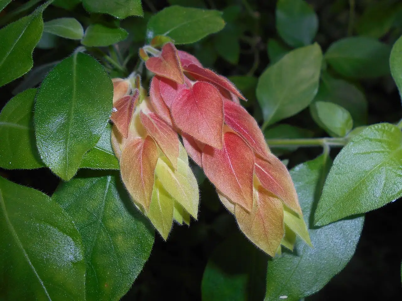 虾衣花 (Justicia brandegeeana) — 主图