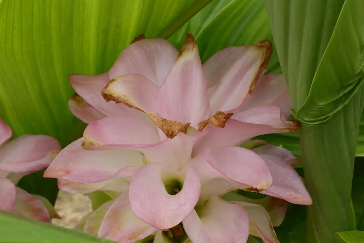 姜荷花 (Curcuma alismatifolia) — 细节