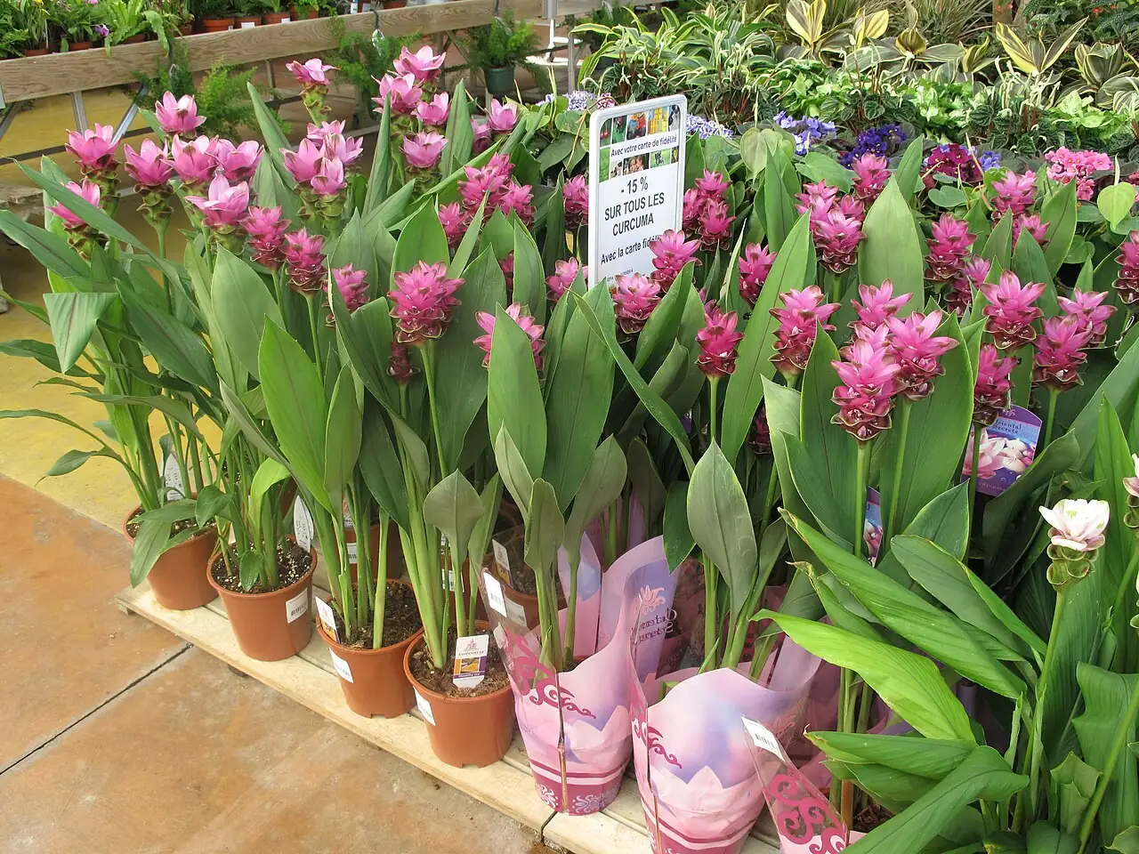 姜荷花 (Curcuma alismatifolia) — 特写