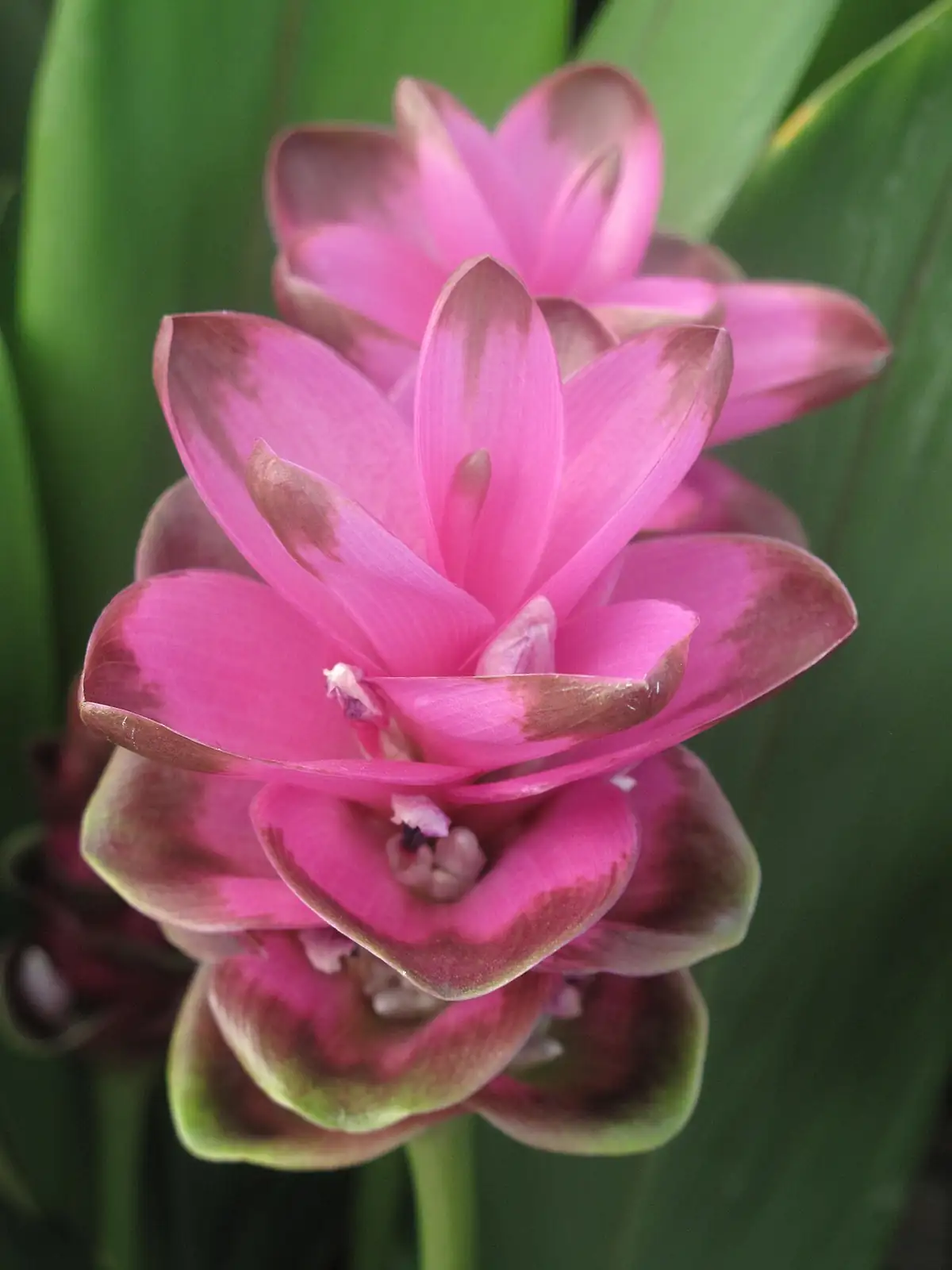 姜荷花 (Curcuma alismatifolia) — 环境展示