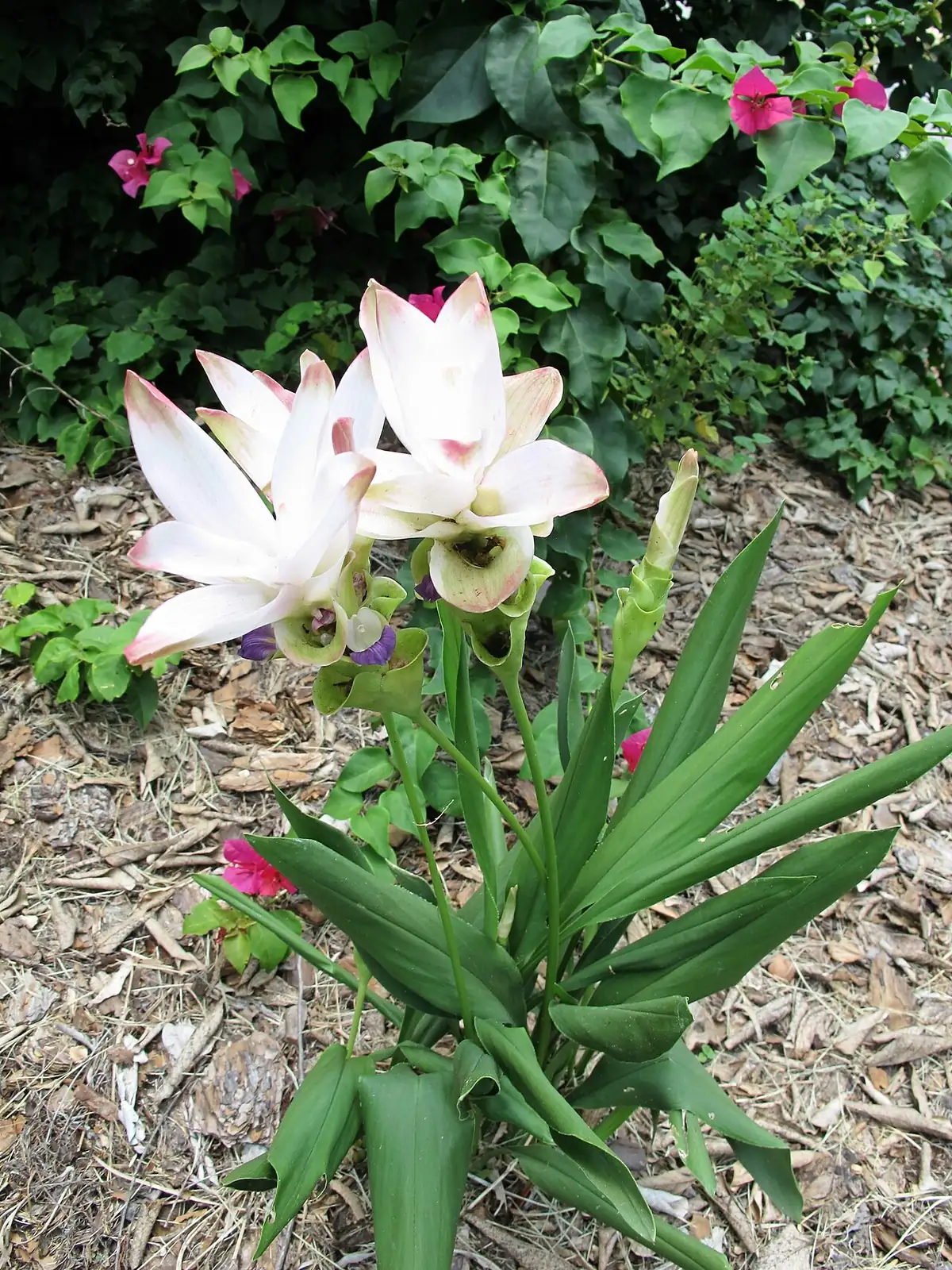 姜荷花 (Curcuma alismatifolia) — 更多视角