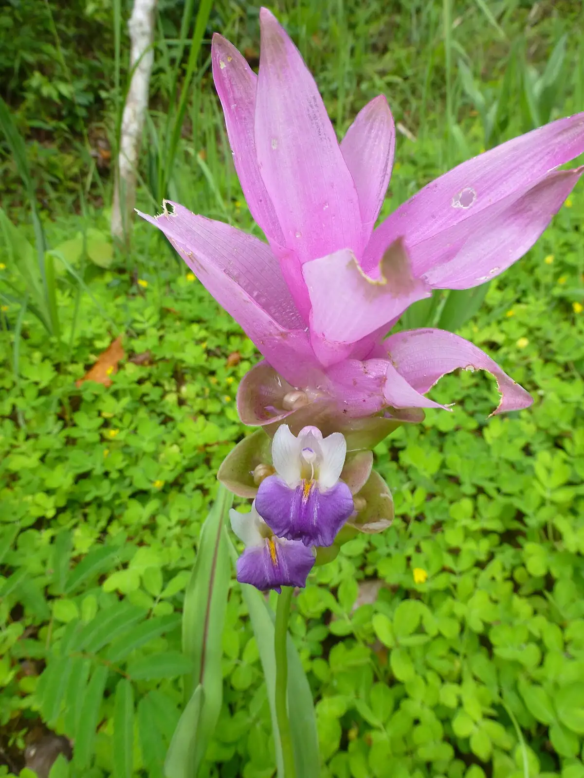 姜荷花 (Curcuma alismatifolia) — 更多视角