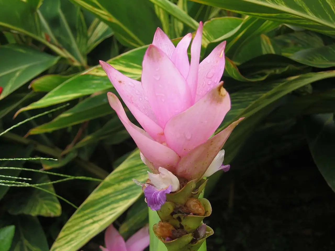 姜荷花 (Curcuma alismatifolia) — 更多视角