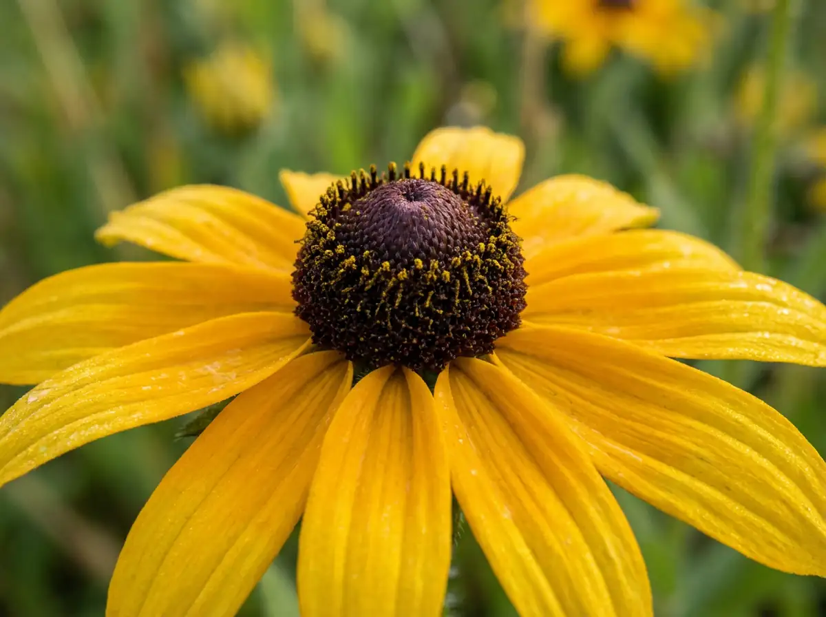 黑心菊 (Rudbeckia hirta) — 主图