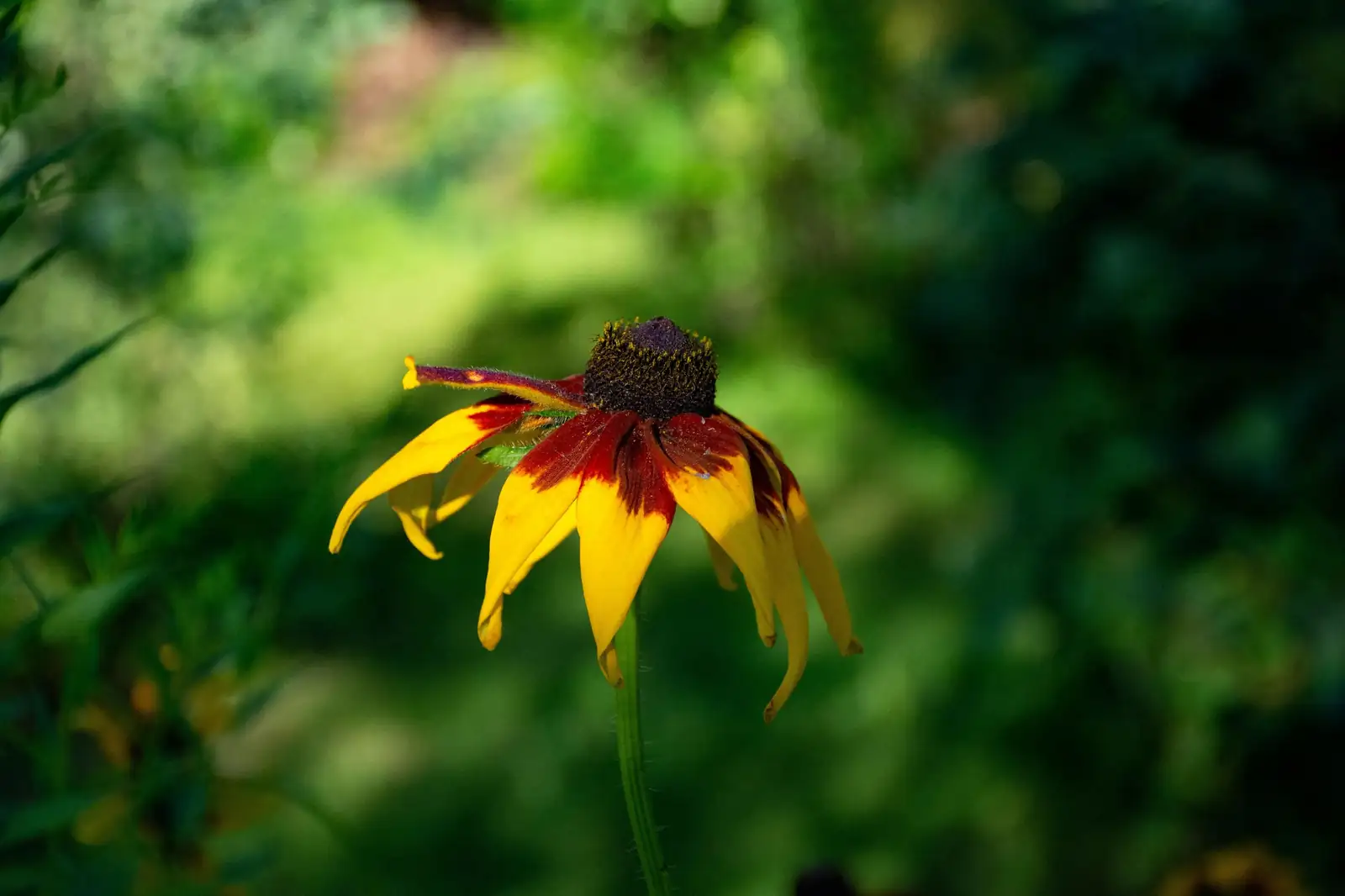 黑心菊 (Rudbeckia hirta) — 细节