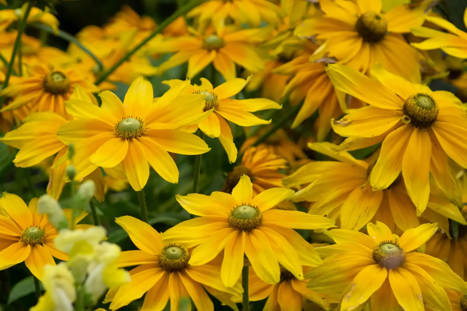 黑心菊 (Rudbeckia hirta) — 特写