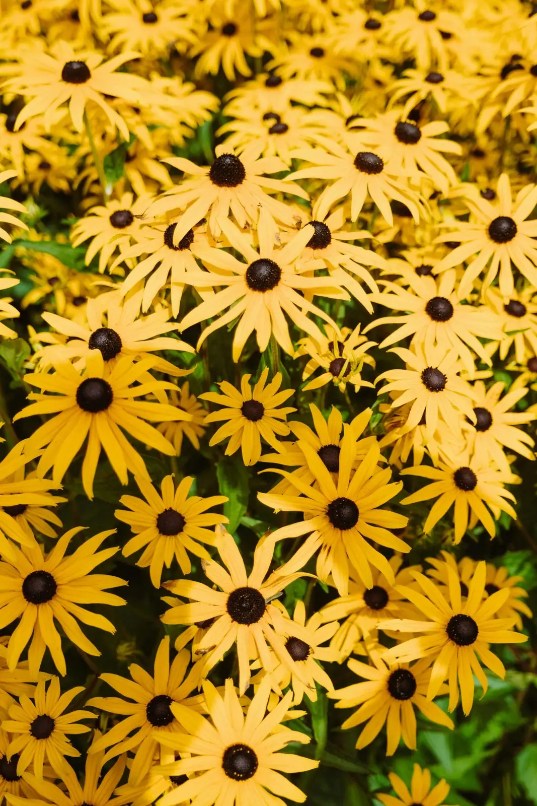 黑心菊 (Rudbeckia hirta) — 环境展示