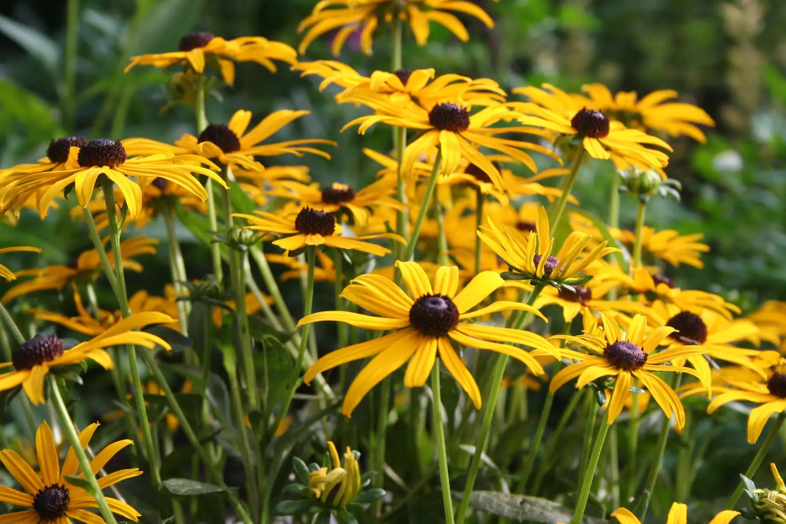黑心菊 (Rudbeckia hirta) — 更多视角