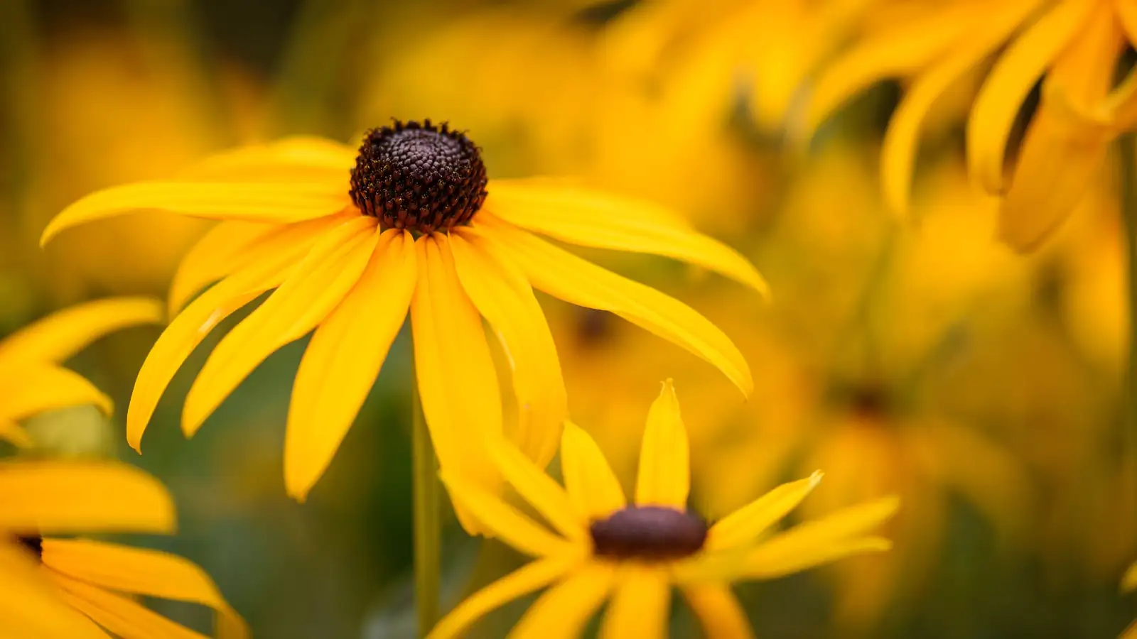 黑心菊 (Rudbeckia hirta) — 更多视角