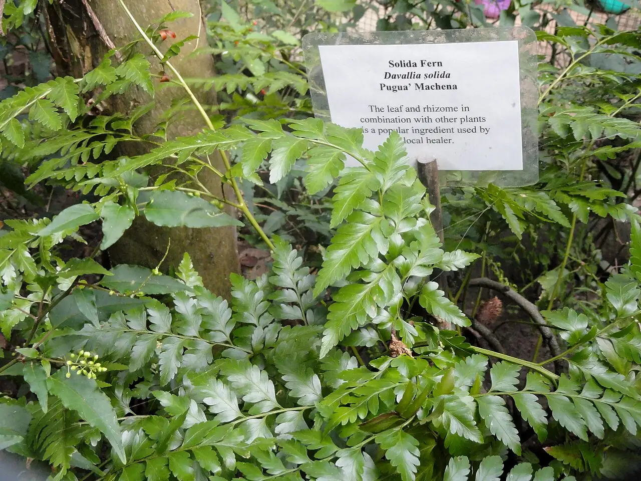 圆盖阴石蕨 (Davallia solida) — 细节