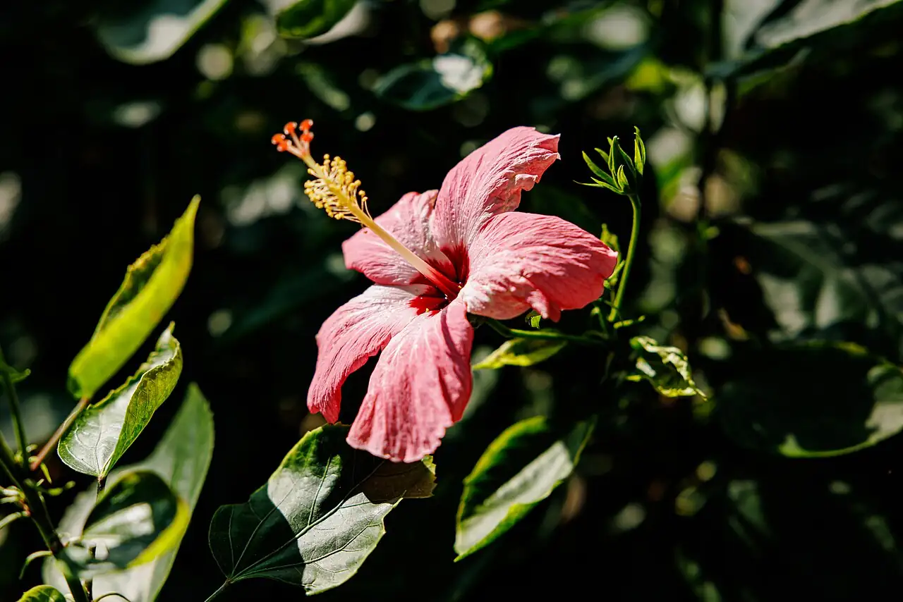 朱槿 (Hibiscus rosa-sinensis) — 特写