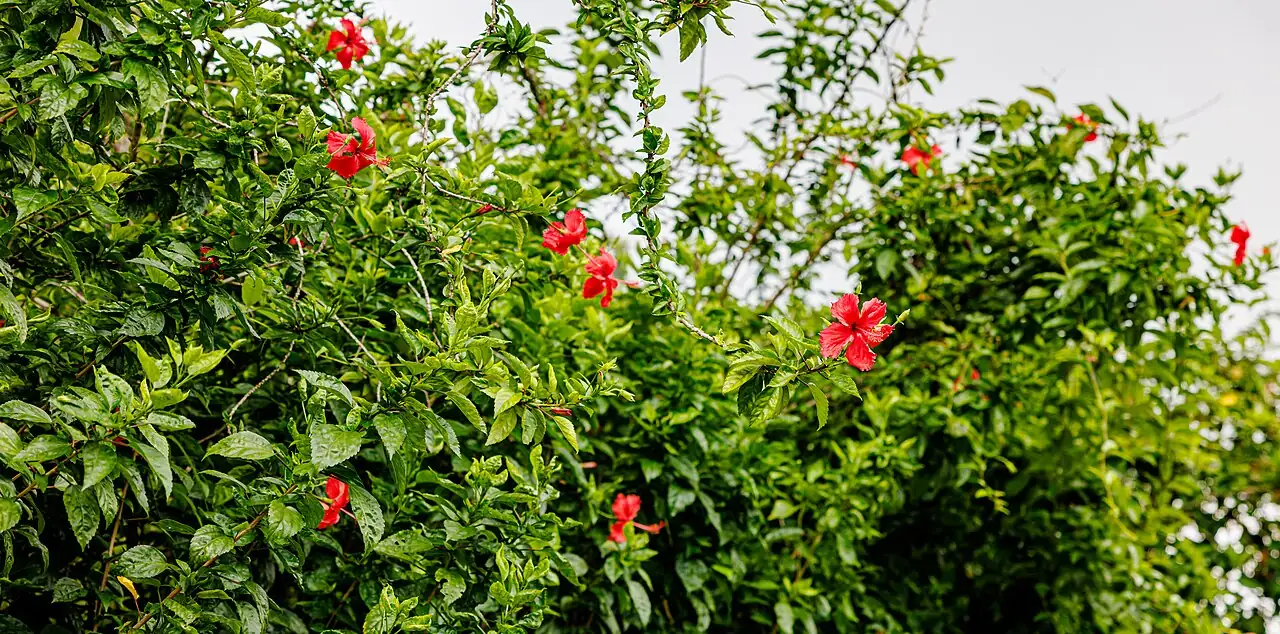 朱槿 (Hibiscus rosa-sinensis) — 更多视角